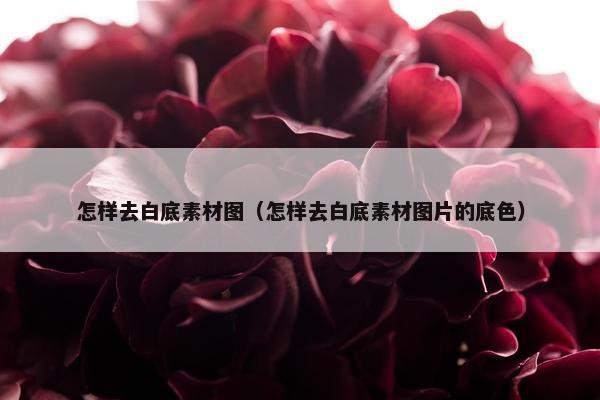 怎样去白底素材图（怎样去白底素材图片的底色）